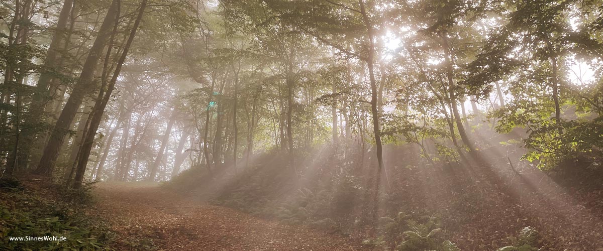 Sonnenstrahlen durchdringen Nebel (im Wald)